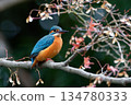 Autumn leaves and kingfishers 134780333