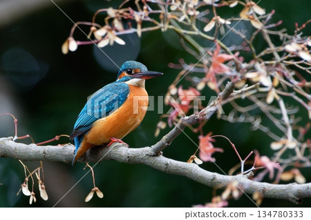 秋葉和翠鳥 134780333