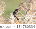 A sparrow perched on silver grass 134780334