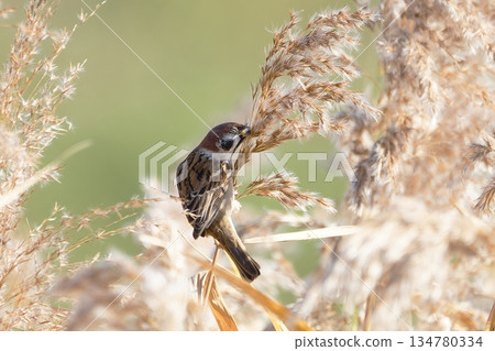 A sparrow perched on silver grass 134780334