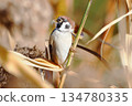 Sparrow that perches on Japanese pampas grass 134780335