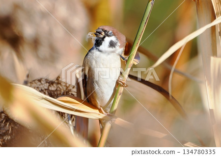 棲息在日本蒲葦上的麻雀 134780335
