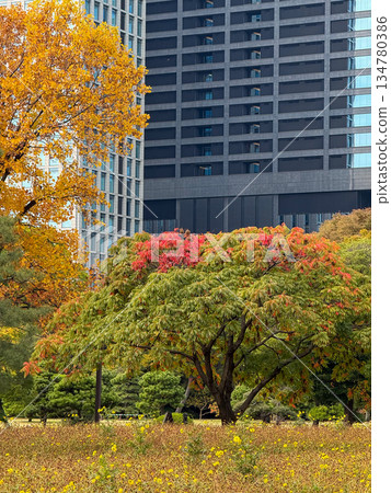 Autumn scenery of urban buildings and beautifully colored gardens 2025.11 Chuo Ward, Japan Autumn scenery of urban buildings and beautifully colored gardens 2025.11 Chuo Ward, Japan 134780386