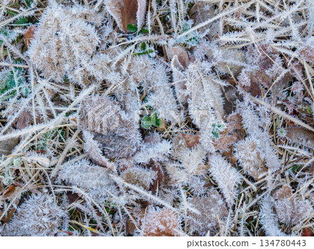 Frost-covered fallen leaves on Mount Maya in December 134780443