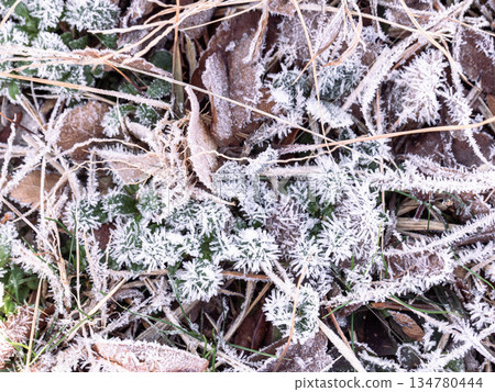 Frost-covered fallen leaves on Mount Maya in December Frost-covered fallen leaves on Mount Maya in December 134780444