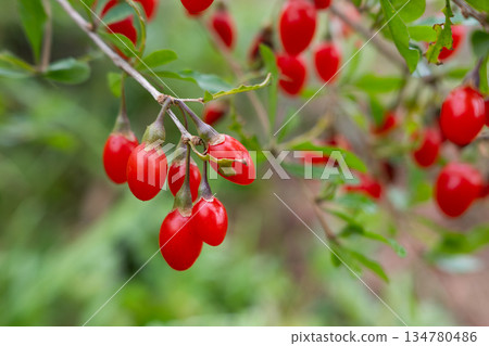 Close-up of wild wolfberries Close-up of wild wolfberries 134780486