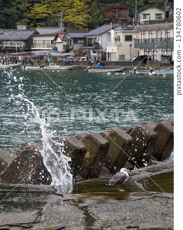 Seagulls standing by the waves Seagulls standing by the waves 134780602