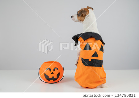 Jack Russell Terrier dog dressed as pumpkin next to candy basket on Halloween.  134780821
