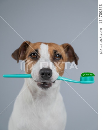 Jack Russell Terrier dog holds toothbrush with toothpaste in mouth. Jack Russell Terrier dog holds toothbrush with toothpaste in mouth. 134780828