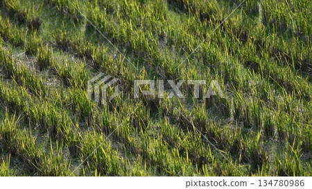 Agricultural image (rice farming: rice fields after harvest) Agricultural image (rice farming: rice fields after harvest) 134780986