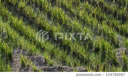 農業圖(水稻種植:收割後的稻田) 農業圖(水稻種植:收割後的稻田) 134780987