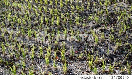 Agricultural image (rice farming: rice fields after harvest) Agricultural image (rice farming: rice fields after harvest) 134780990