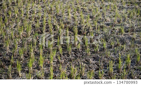 Agricultural image (rice farming: rice fields after harvest) Agricultural image (rice farming: rice fields after harvest) 134780993