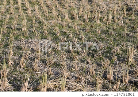 Agricultural image (rice farming: rice fields after harvest) Agricultural image (rice farming: rice fields after harvest) 134781001