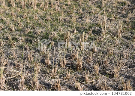 Agricultural image (rice farming: rice fields after harvest) Agricultural image (rice farming: rice fields after harvest) 134781002