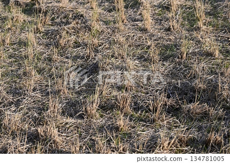 Agricultural image (rice farming: rice fields after harvest) Agricultural image (rice farming: rice fields after harvest) 134781005