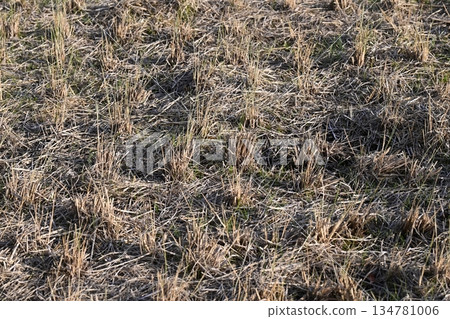 Agricultural image (rice farming: rice fields after harvest) Agricultural image (rice farming: rice fields after harvest) 134781006