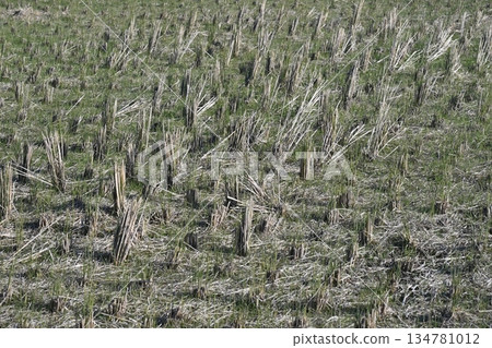 Agricultural image (rice farming: rice fields after harvest) Agricultural image (rice farming: rice fields after harvest) 134781012