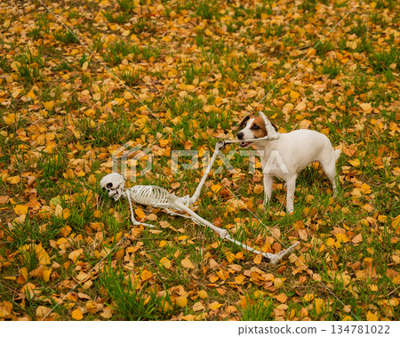 Jack Russell Terrier Dog Dragging Human Skeleton Through Autumn Park.  134781022
