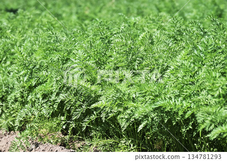 Carrot field Carrot field 134781293