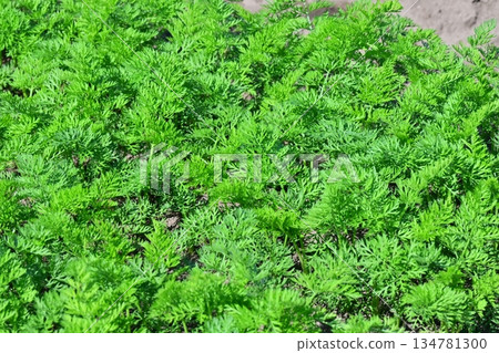 Carrot field Carrot field 134781300
