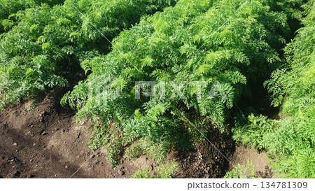 Carrot field Carrot field 134781309