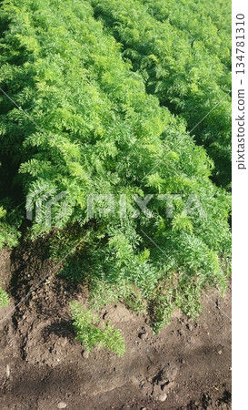 胡蘿蔔田 胡蘿蔔田 134781310