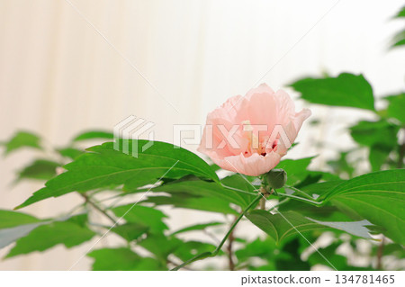 The beautiful pink petals of the Rose of Sharon, a popular gardening plant 134781465