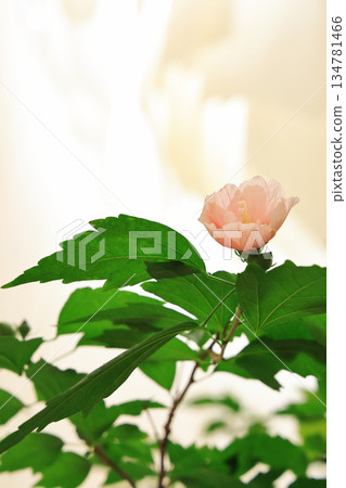 Large Rose of Sharon with pretty pink flowers, vertical background 134781466