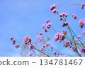 Verbena bonariensis, a popular gardening plant, blooms with cute little flowers against the blue sky. 134781467