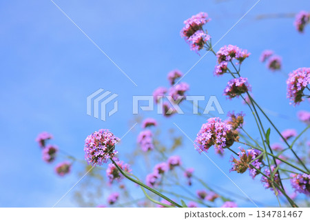 Verbena bonariensis, a popular gardening plant, blooms with cute little flowers against the blue sky. 134781467