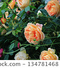Beautiful and delicate English roses bloom in a traditional British garden 134781468