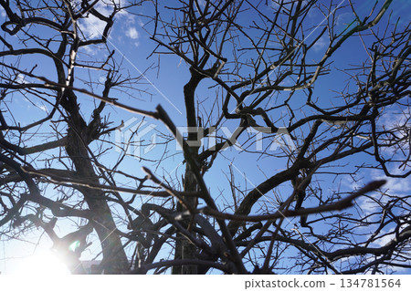 Persimmon tree branches and blue sky (winter) 01 134781564