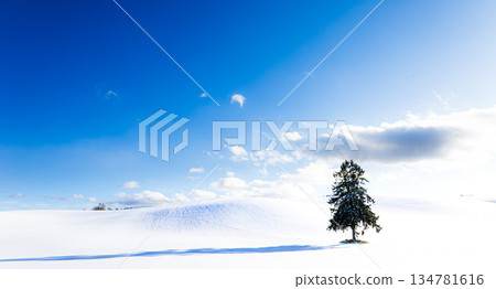 A simple scene of the winter blue sky and the Hachimangaoka tree in Furano, Hokkaido A simple scene of the winter blue sky and the Hachimangaoka tree in Furano, Hokkaido 134781616