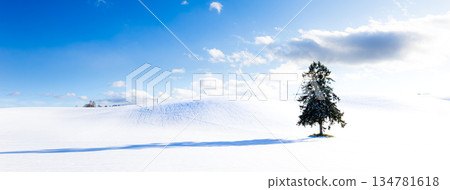 北海道富良野，冬日藍天與八幡丘樹的簡單景色 134781618