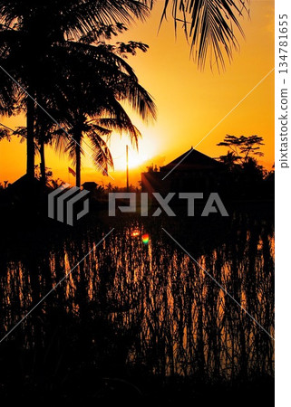 熱帶朝日 134781655