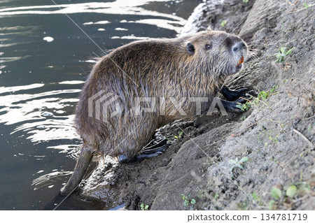 在灌溉渠道中看到的海狸鼠 134781719