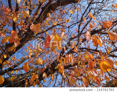 Winter image: Can also be used during recessions Winter image: Can also be used during recessions 134781765