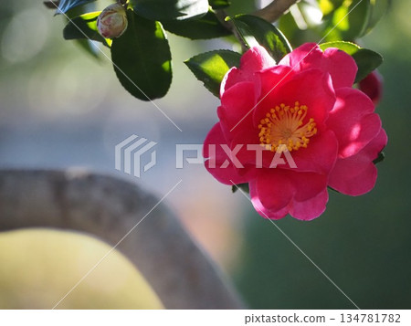 晚秋花卉:山茶花 晚秋花卉:山茶花 134781782