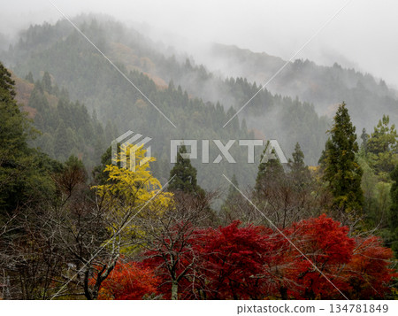 雨後的山巒和秋葉 134781849
