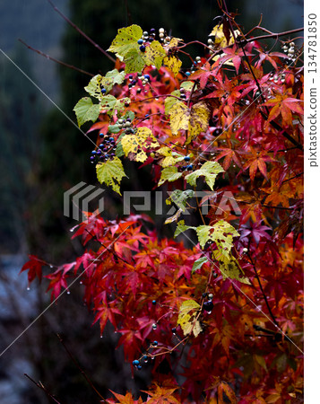 Autumn leaves and wild grapes after the rain 134781850