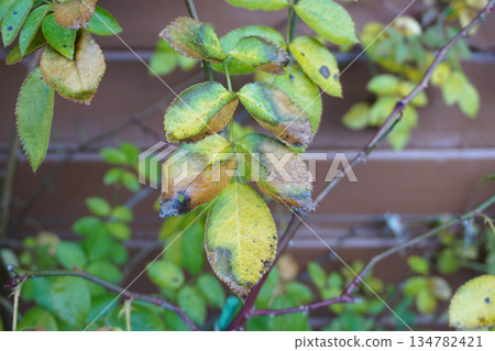 Rose black spot disease 03 134782421