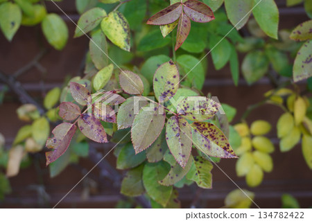 玫瑰黑斑病 04 134782422