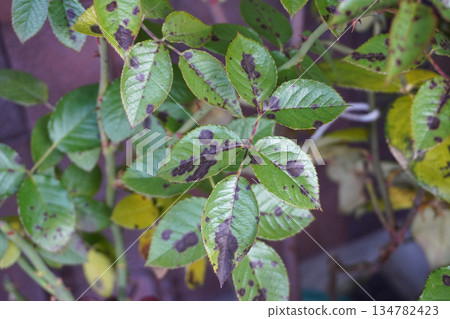 Rose black spot disease05 Rose black spot disease05 134782423