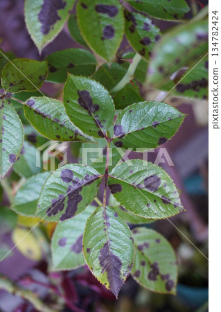 玫瑰黑斑病 06 134782424