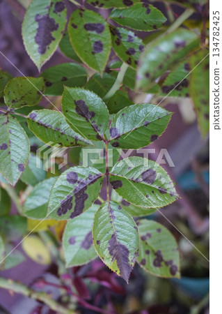 玫瑰黑斑病 07 134782425