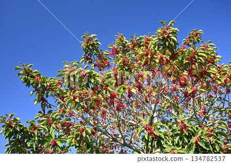 Ilex rotunda (also for lucky charms) Ilex rotunda (also for lucky charms) 134782537