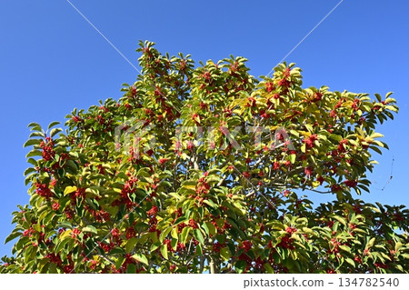 冬青圓形大廳（也用於幸運符） 134782540