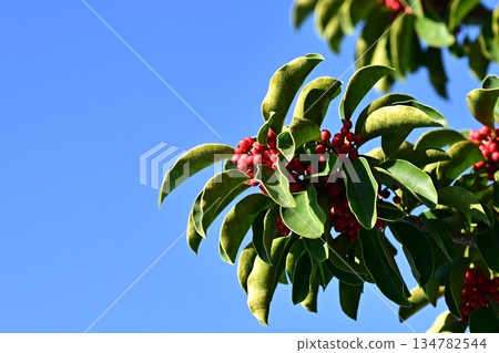 冬青圓形大廳（也用於幸運符） 134782544