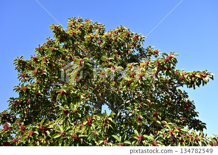 Ilex rotunda (also for lucky charms) 134782549